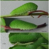 iph podalirius larva4 volg2